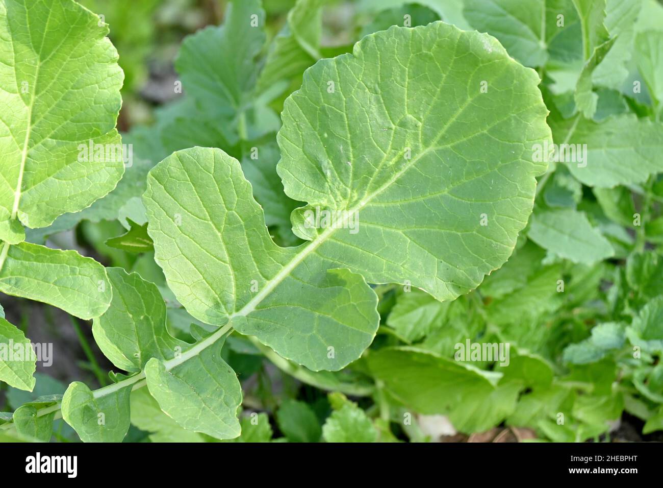 Radish leaves hires stock photography and images Alamy