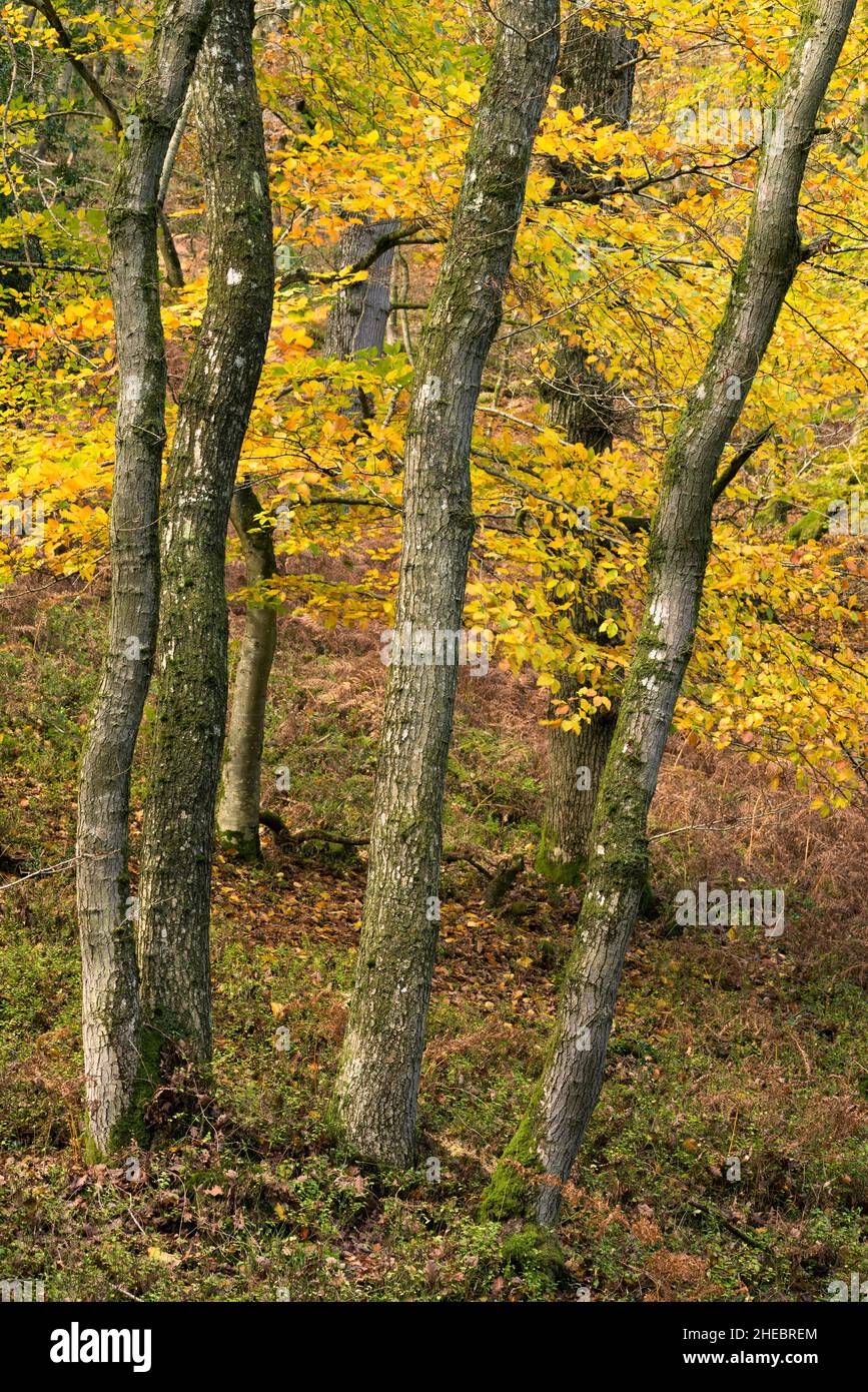 Holford High Resolution Stock Photography and Images Alamy