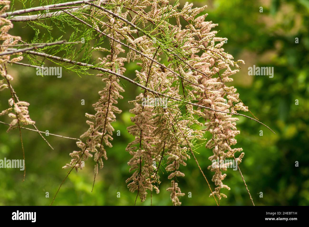 Tamarix gallica, Salt cedar Plant in Flower Stock Photo