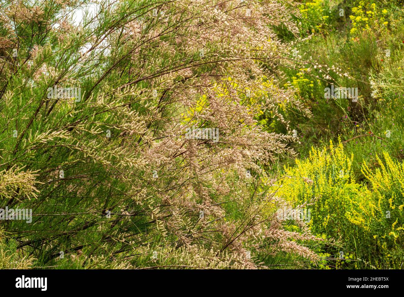 Tamarix gallica, Salt cedar Plant in Flower Stock Photo