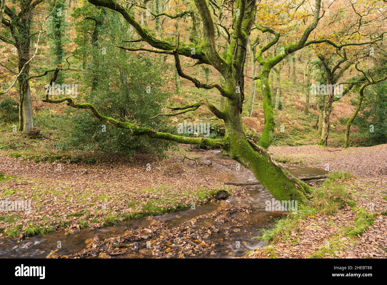 The River Holford during autumn in Butterfly Wood at Holford Combe in