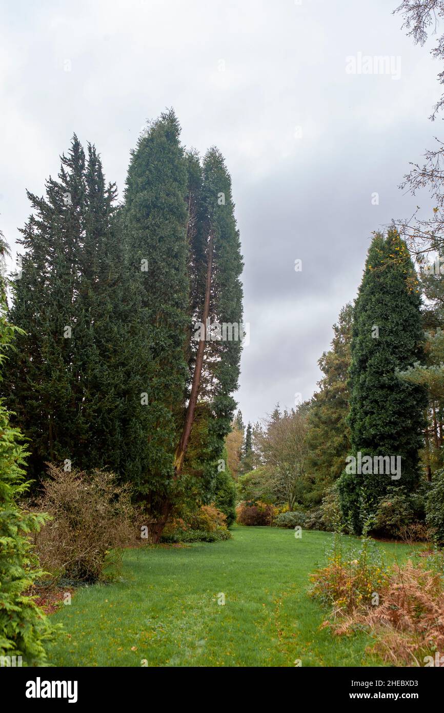 Lawns and conifers in the pinetum at Nymans, Handcross, West Sussex, UK Stock Photo