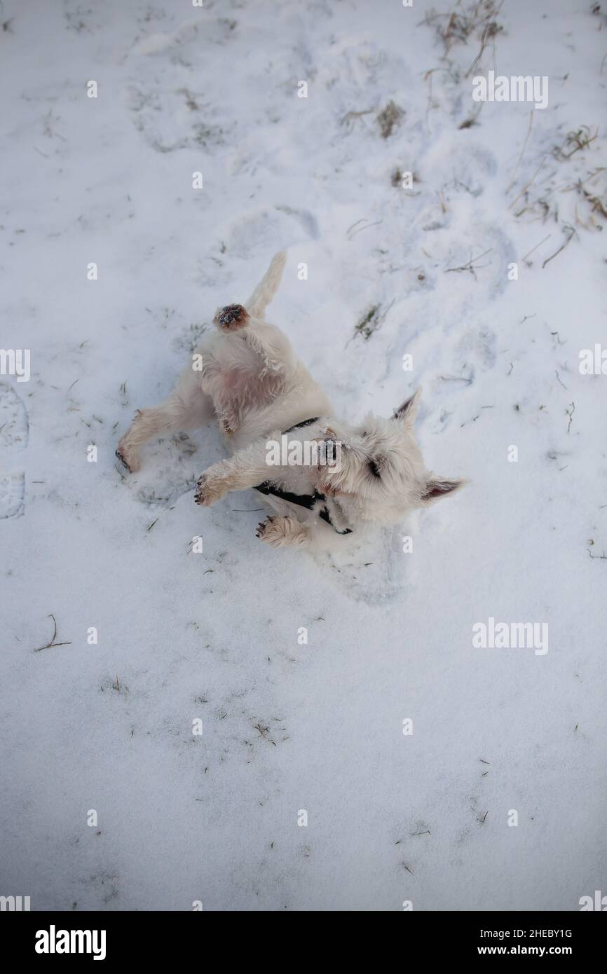 West highland white terrier dog roll in snow closeup | Small white terrier dog lay and play in snow in winter top down view Stock Photo