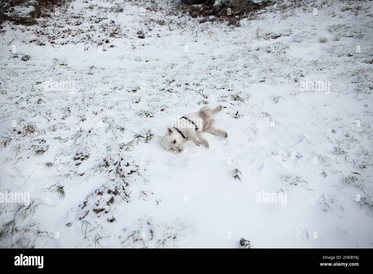 West highland white terrier dog roll in snow | Small white terrier dog lay and play in snow in winter Stock Photo