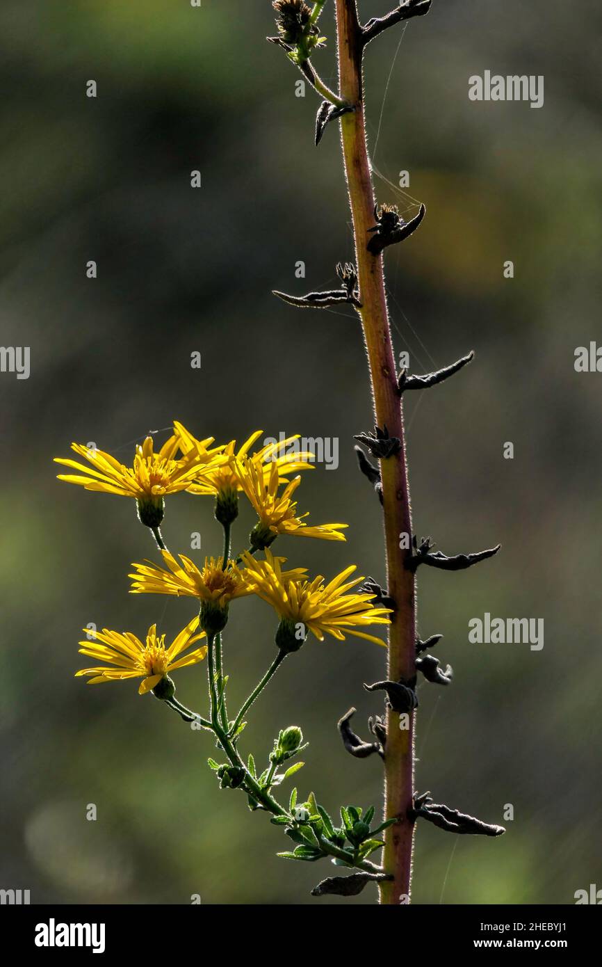 Yellow flowers of Inula subaxillaris, Golden aster closeup on a blurred dark background. Selective focus Stock Photo