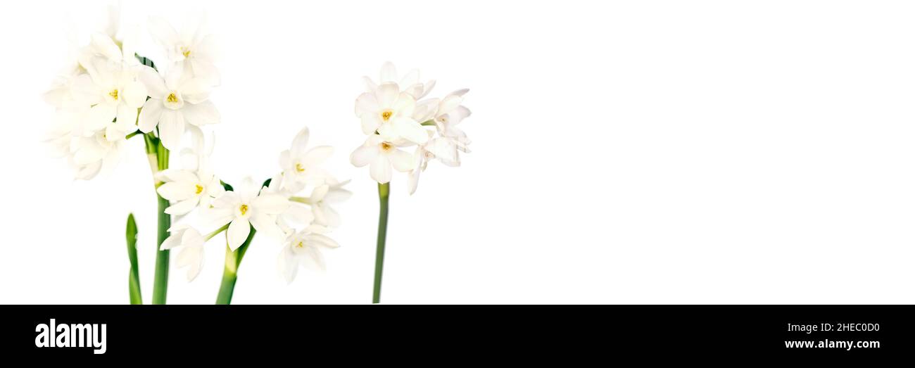 White wild narcissus on white panoramic background with copy-space. Spring web banner. Stock Photo