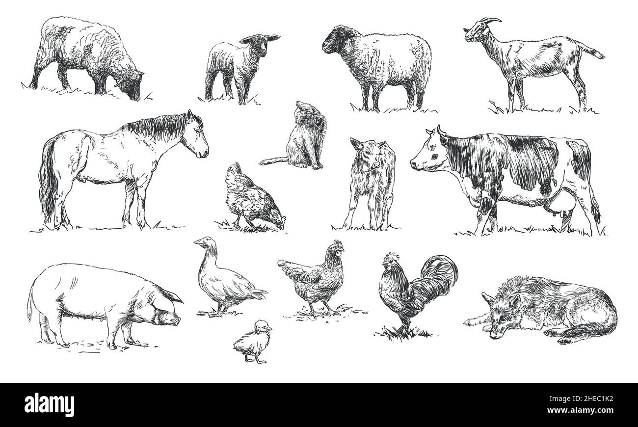 set of farm animals - hand drawn illustrations Stock Vector