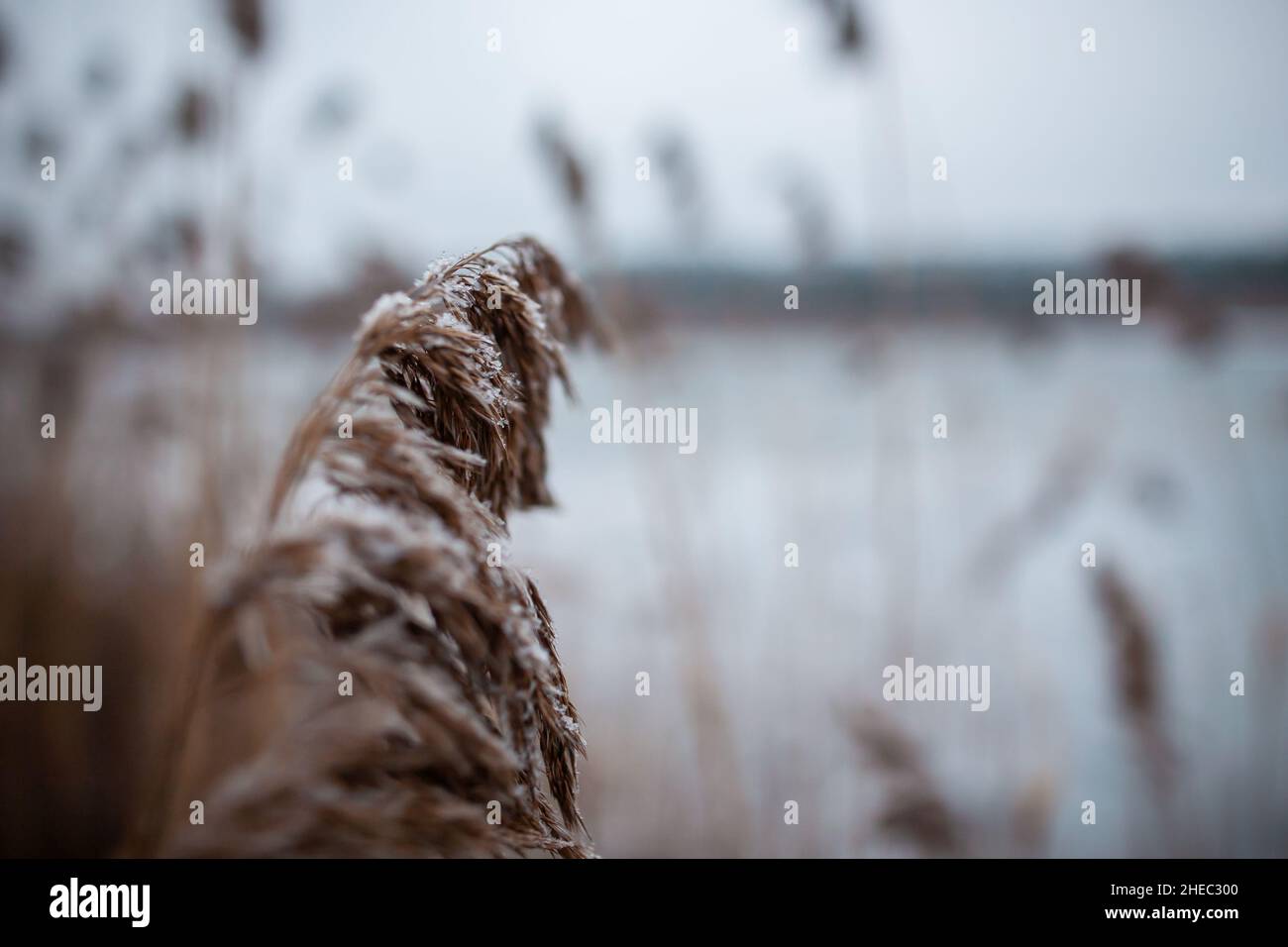 Crystal reed hi-res stock photography and images - Alamy