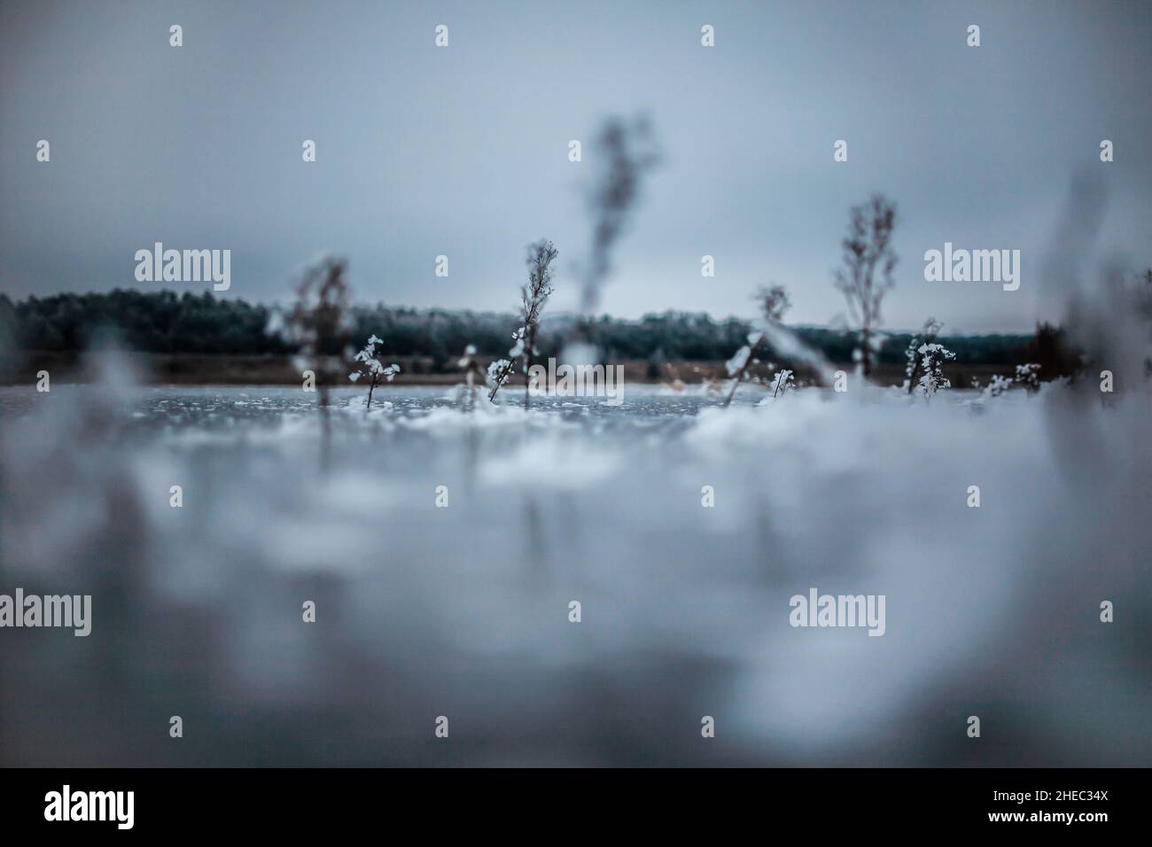 Freelensing photography of frozen plants in frozen lake, Artistic free-lensing photo of snow-covered plants stick out from ice on water, Frozen plants Stock Photo