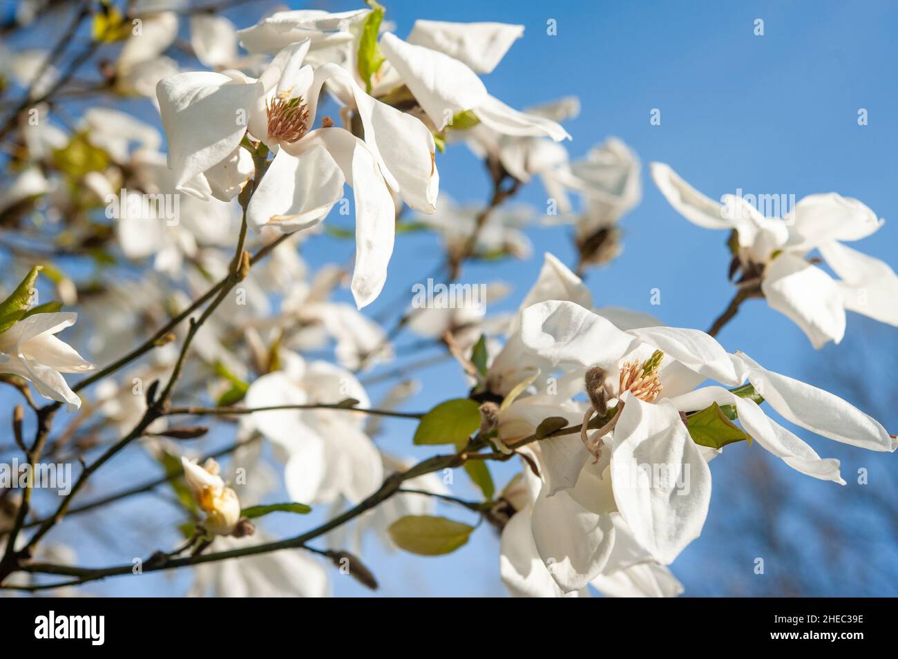 Blooming magnolia kobus, Alppipuisto Park, Helsinki, Finland Stock Photo