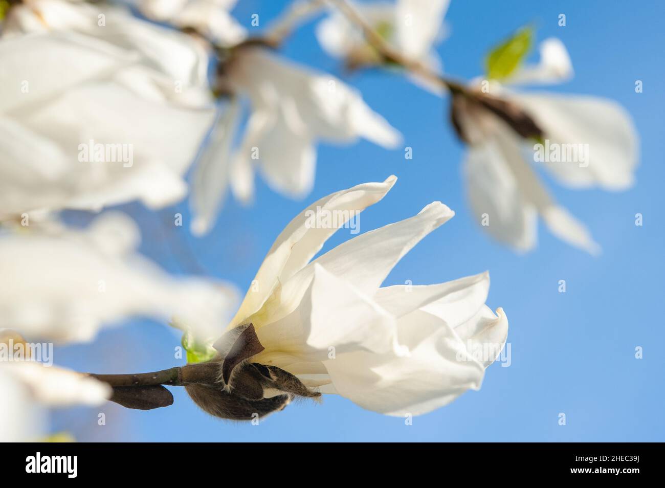 Blooming magnolia kobus, Alppipuisto Park, Helsinki, Finland Stock Photo