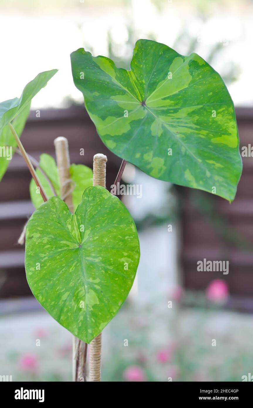 Colocasia esculenta, Lemon Lime Gecko or Colocasia plant Stock Photo