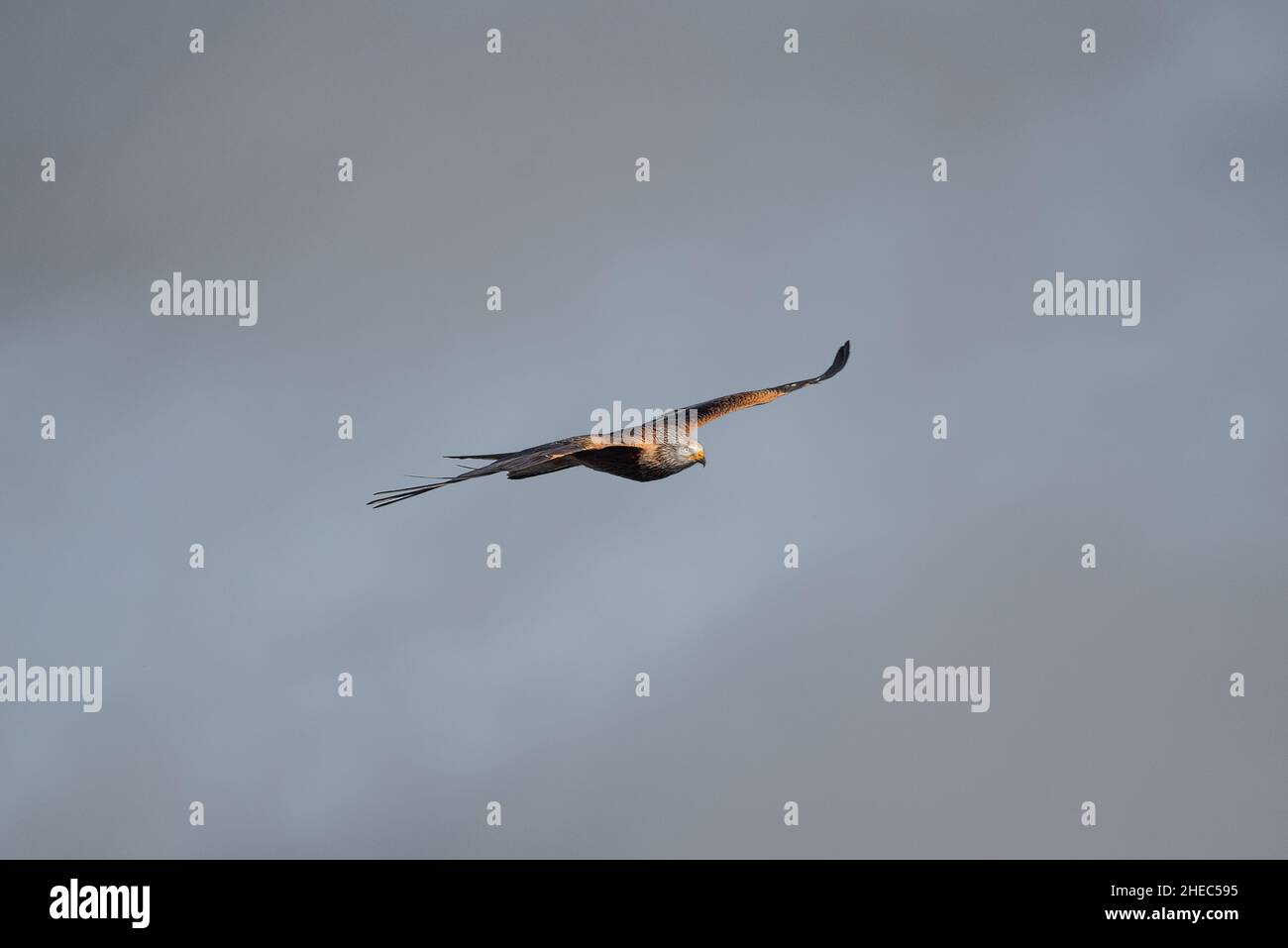 Red Kite in Flight Stock Photo