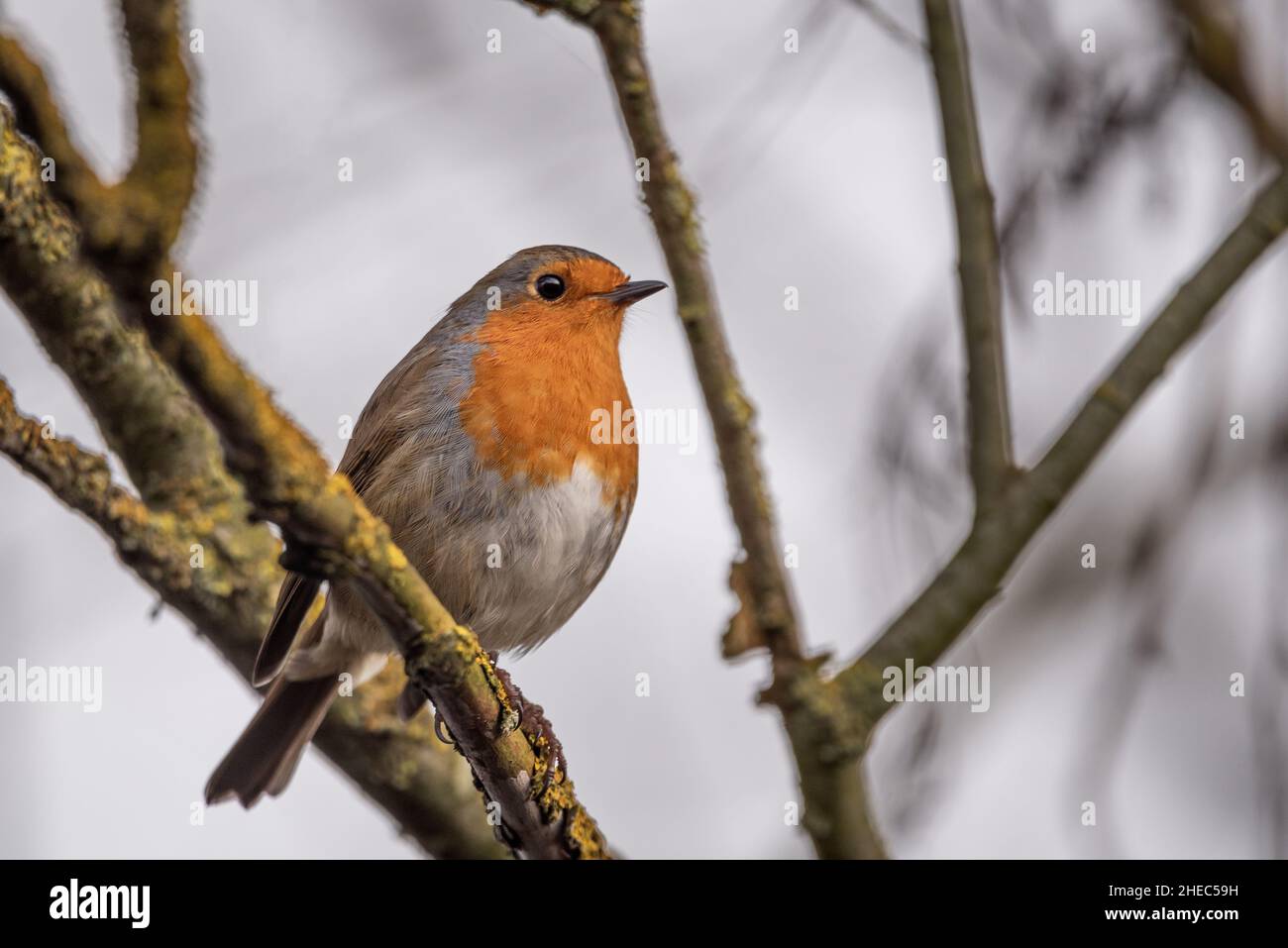 Robin on a branch Stock Photo