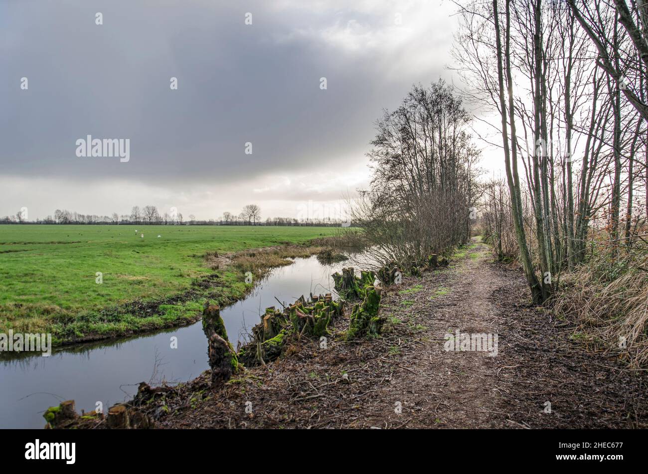 Muddy hiking trail between trees, bushes, ditches and meadows in Krimpenerwaard polder in the Netherlands under a dramatic sky Stock Photo