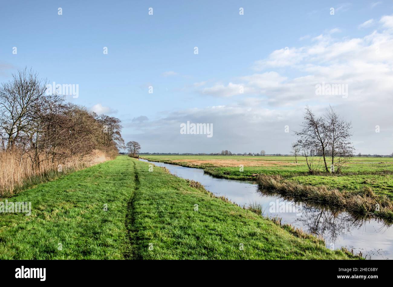 Grassy hiking trail between a ditch and a row of trees, bushes and reeds on a sunny winter day in Krimpenerwaard polder in the Netherlands Stock Photo