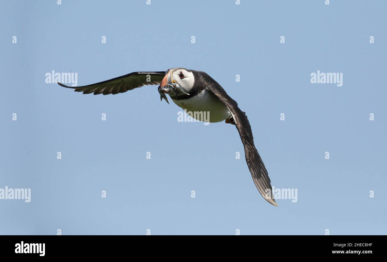 Atlantic puffin Fratercula arctica in flight isolated from background Stock Photo