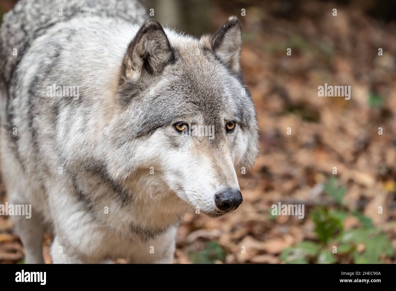 Close-up portrait of a gray wolf (Canis Lupus) also known as Timber ...