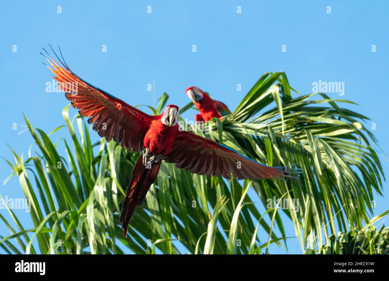 A pair of Red and Green Macaws, Ara chloropterus, one flying and one perching in a palm tree. Stock Photo