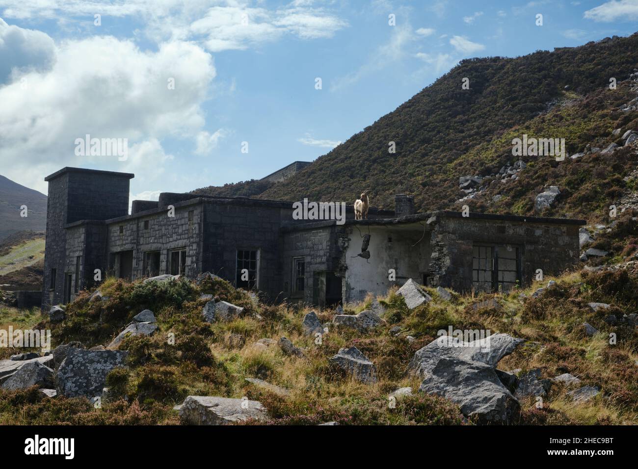 A feral goat standing on the roof of a derelict quarry building on Yr Eifl above Trefor, North Wales Stock Photo