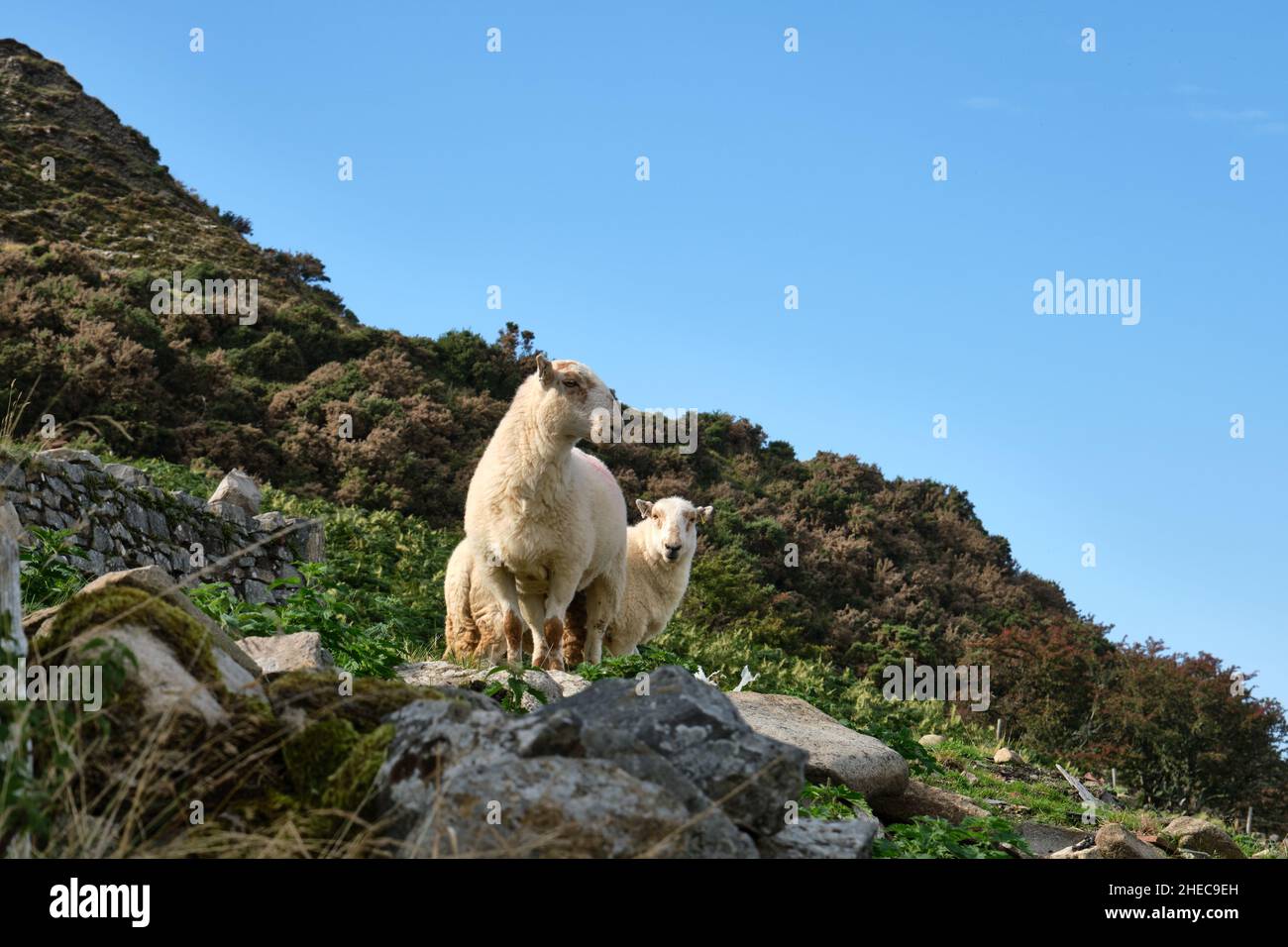 North wales sheep farming hi-res stock photography and images - Alamy