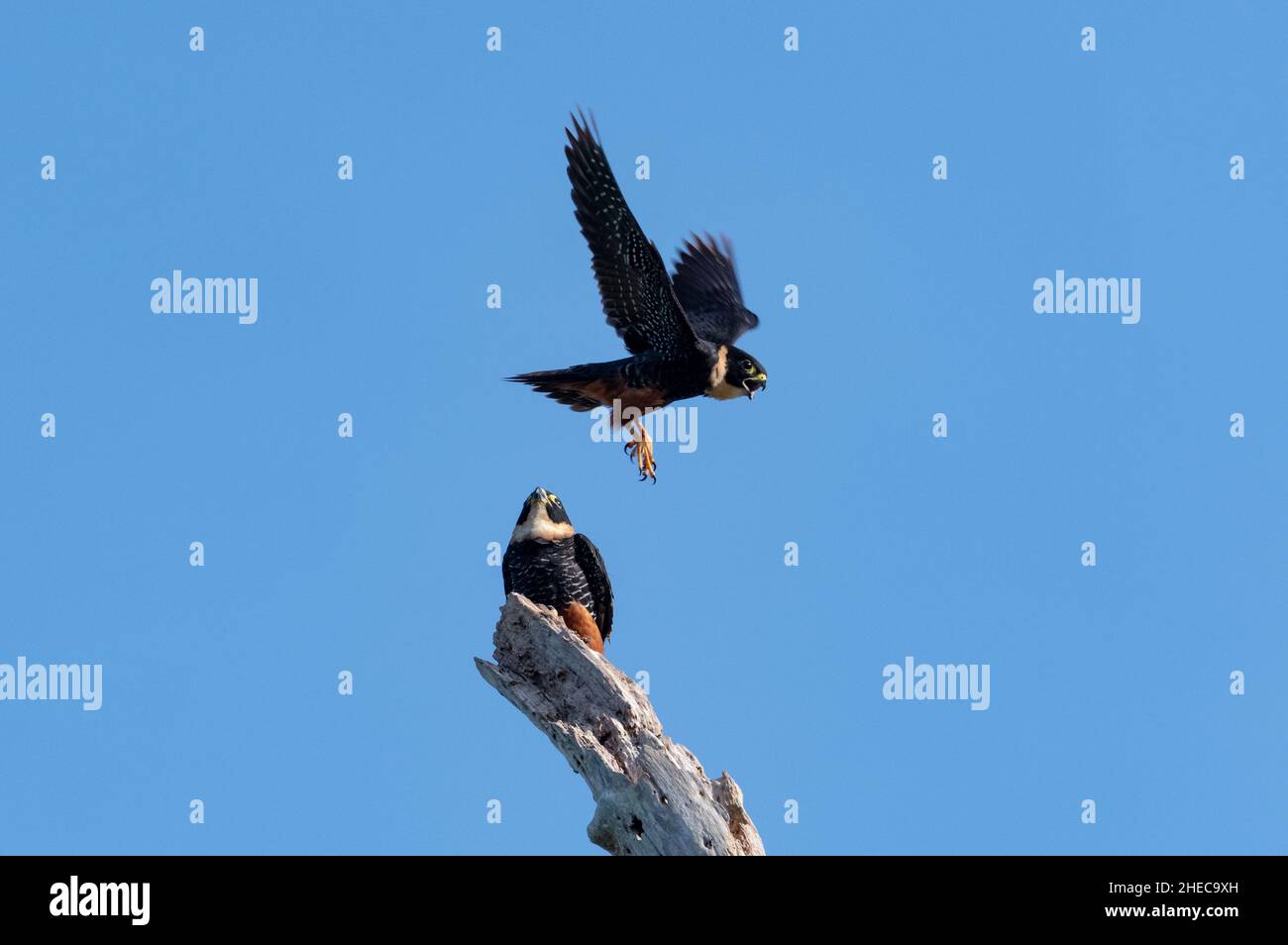 Two predator parent Bat Falcons, Falco rufigularis, one flying the other perching on a snag in the blue sky. Stock Photo