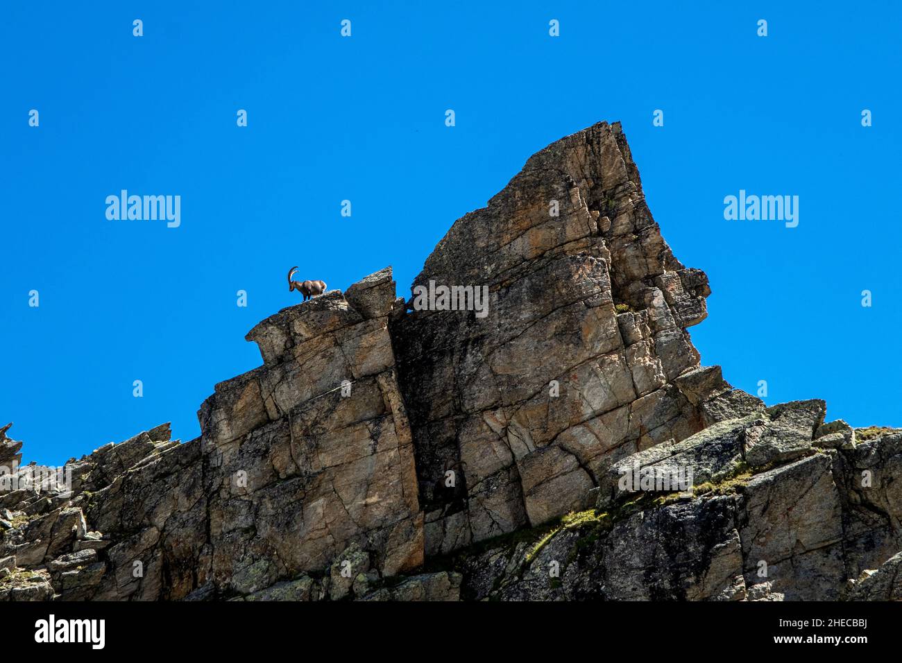 Steinbock in den Montafoner Alpen Stock Photo