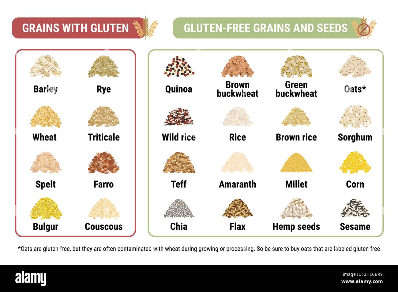 Glutenfree and containing gluten grains infographic. Healthy and