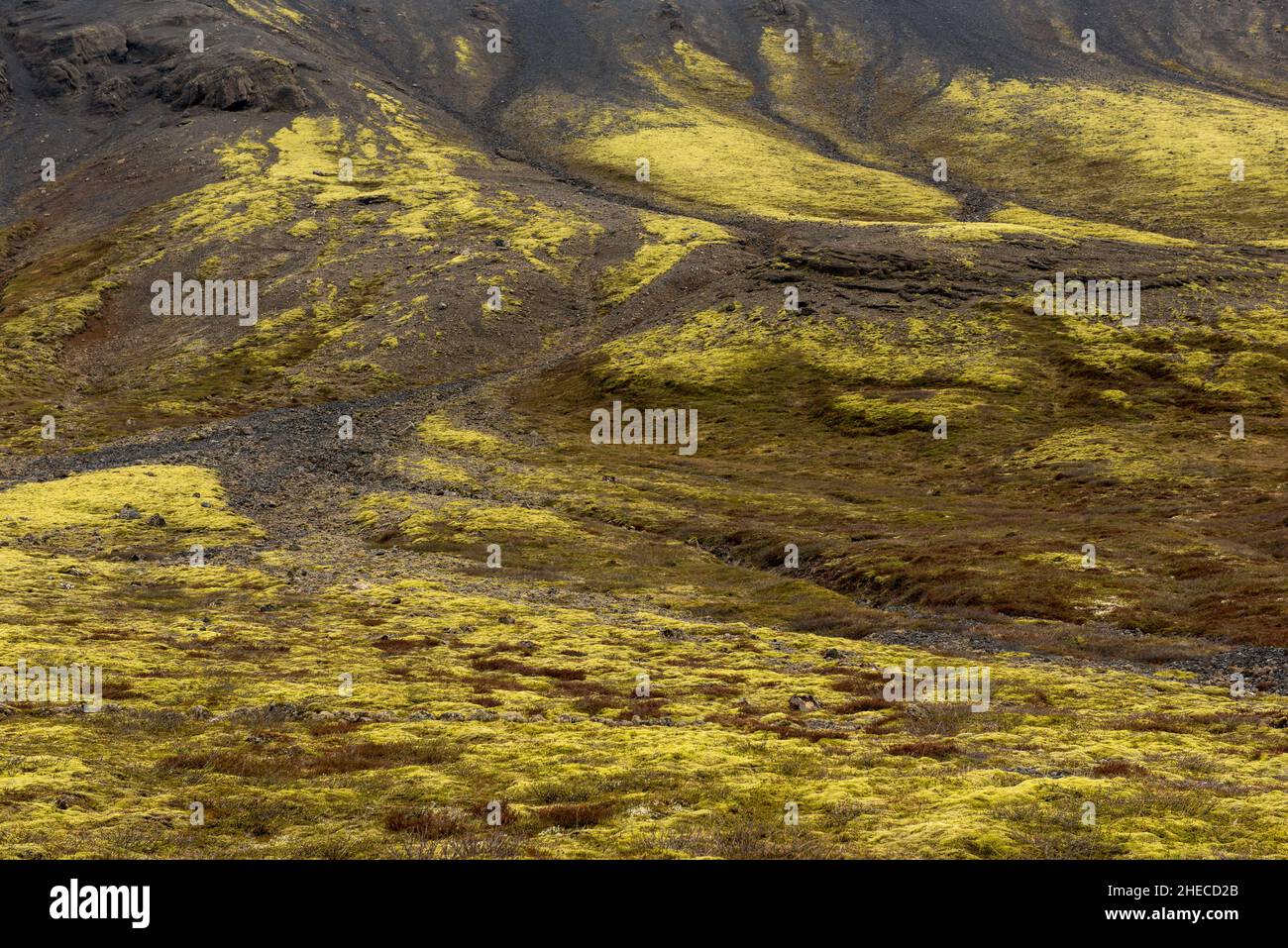Volcanic landscape in Iceland. Lava flows covered with green moss Stock Photo