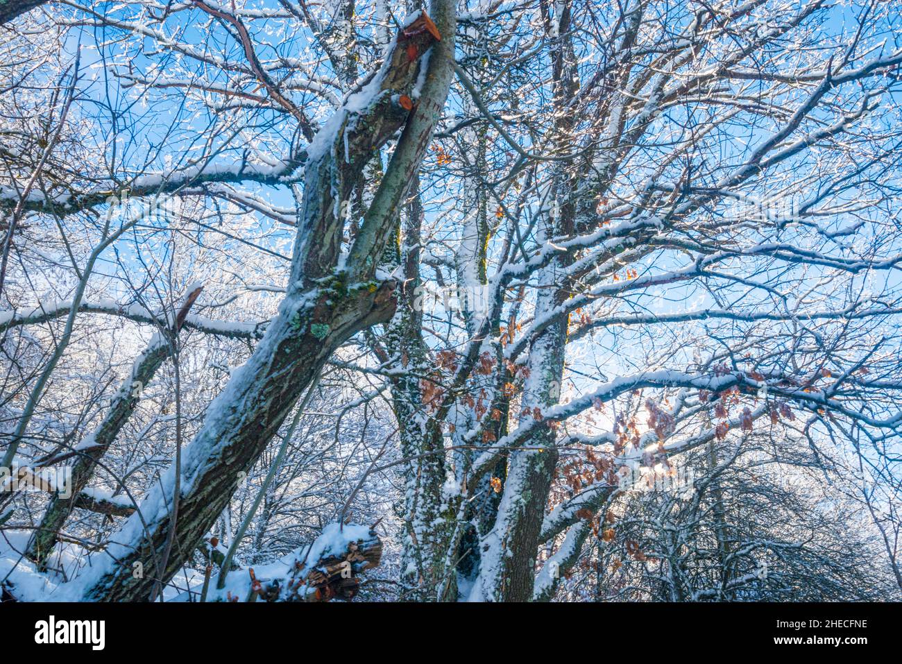 Snow covered trees Stock Photo Alamy