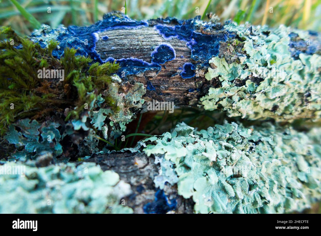 A piece of dead wood from a deciduous hardwood tree in a French woodland, seemingly hosting growths of green lichen and a blue fungus (perhaps Terana caerulea (or Terana coerulea), commonly known as the cobalt crust fungus or velvet blue spread). (128) Stock Photo