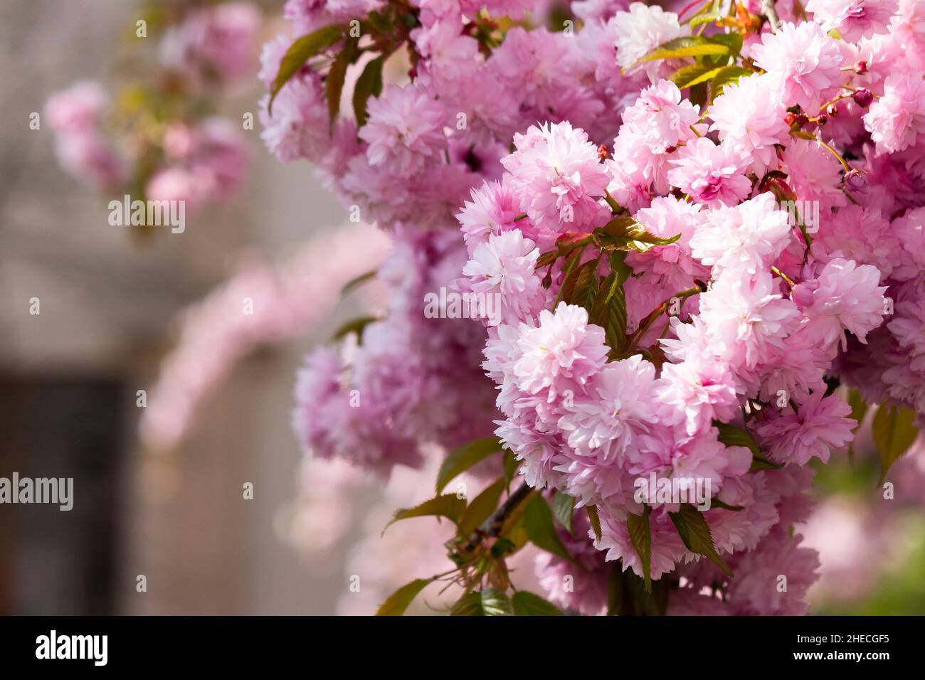 Soft focus cherry blossom sakura hi-res stock photography and images ...