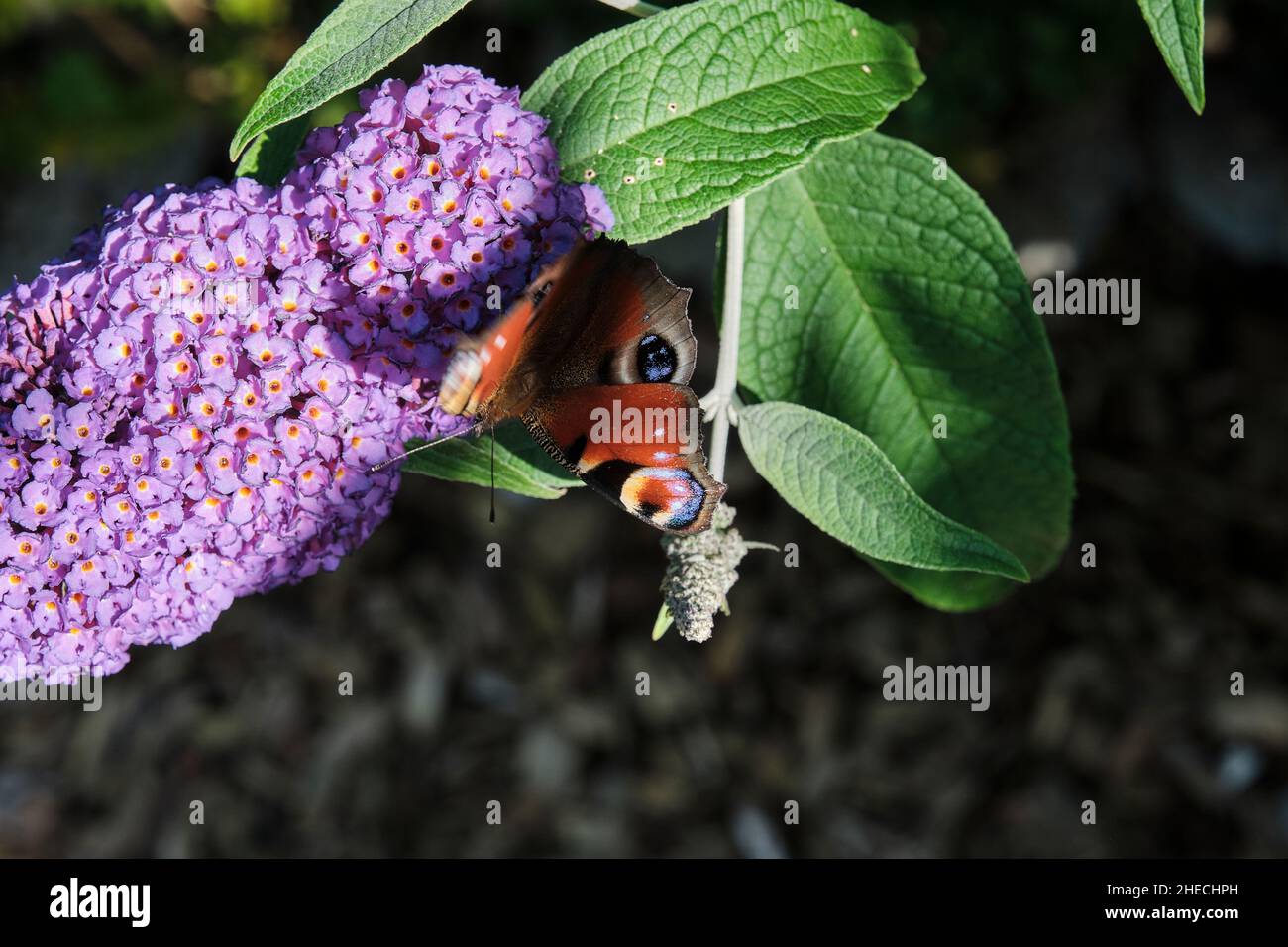 Aglais io, the European peacock, commonly known peacock butterfly, feeding on summer lilac, butterfly bush or Buddleja davidii on a sunny day. Stock Photo
