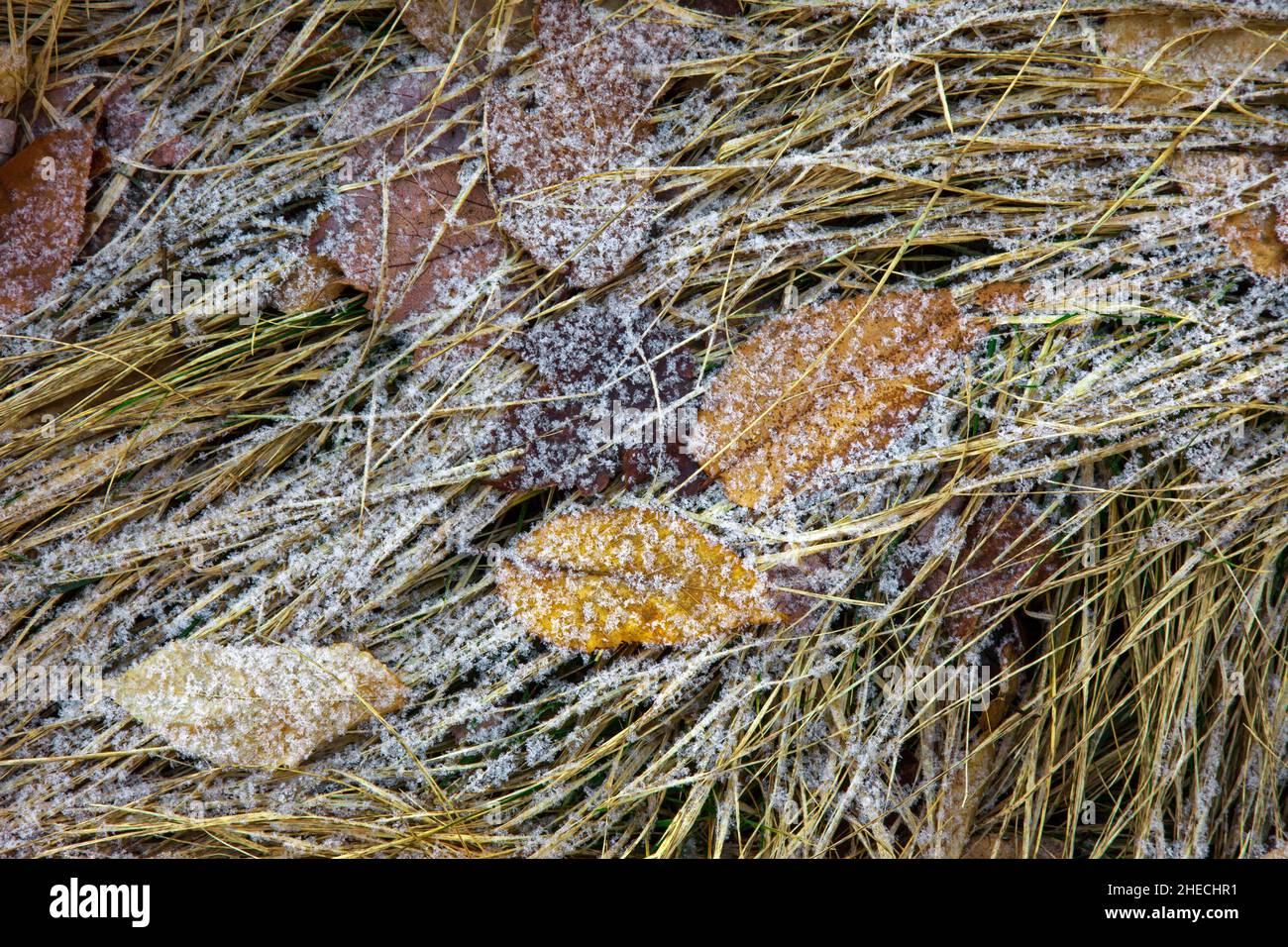 Frost on grass and autumn in  early winter on Pennsylvania's Pocono Mountains Stock Photo