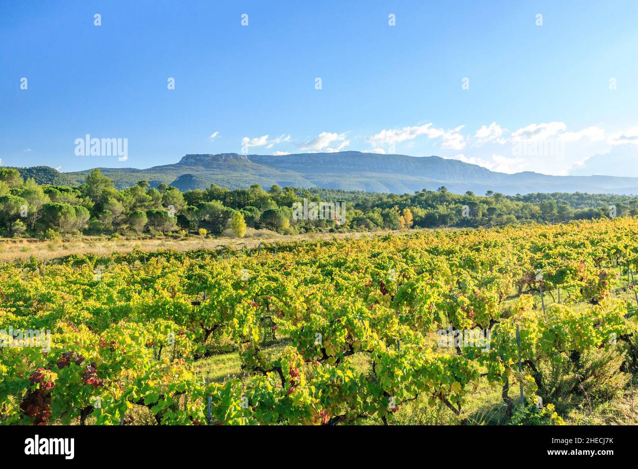 France, Var, Sainte Baume Regional Natural Park, Nans les Pins, vineyard IGP Var and the Massif de la Sainte Baume in the background // France, Var (8 Stock Photo