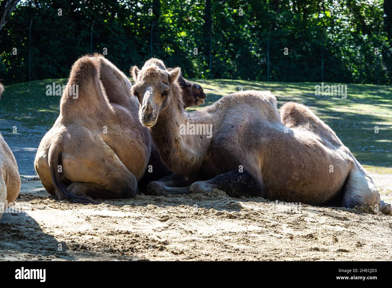 The Bactrian camels, Camelus bactrianus is a large, even-toed ungulate ...