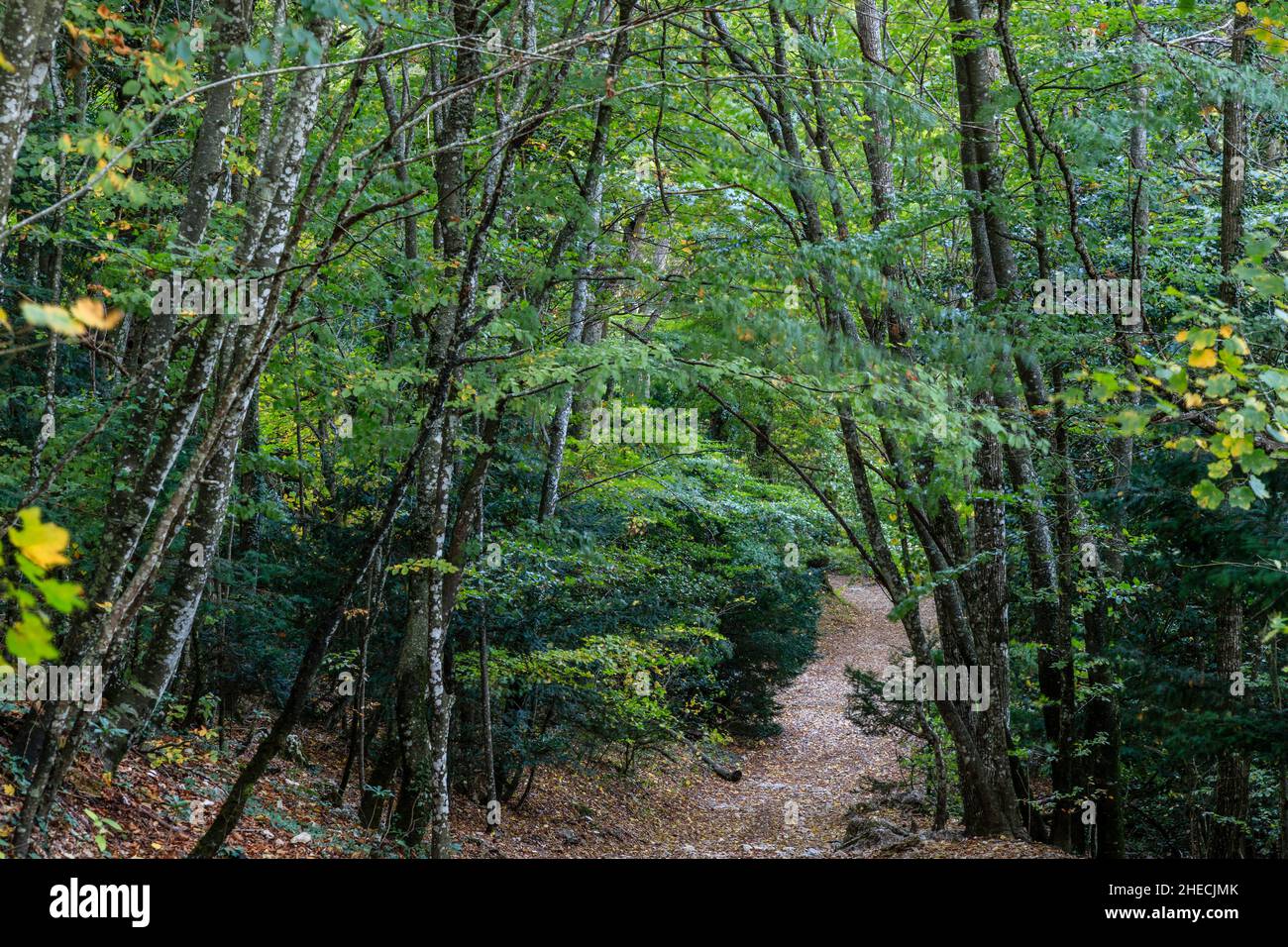 France, Var, Sainte Baume Regional Natural Park, path in the massif of Sainte Baume near the Parisiens chapel, forest relic of beeches and oaks, north Stock Photo