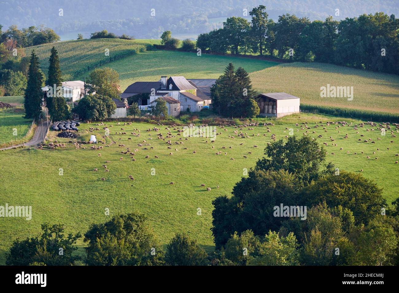 France, Pyrenees Atlantiques, Bearn, Lys, View of a sheep farm Stock Photo