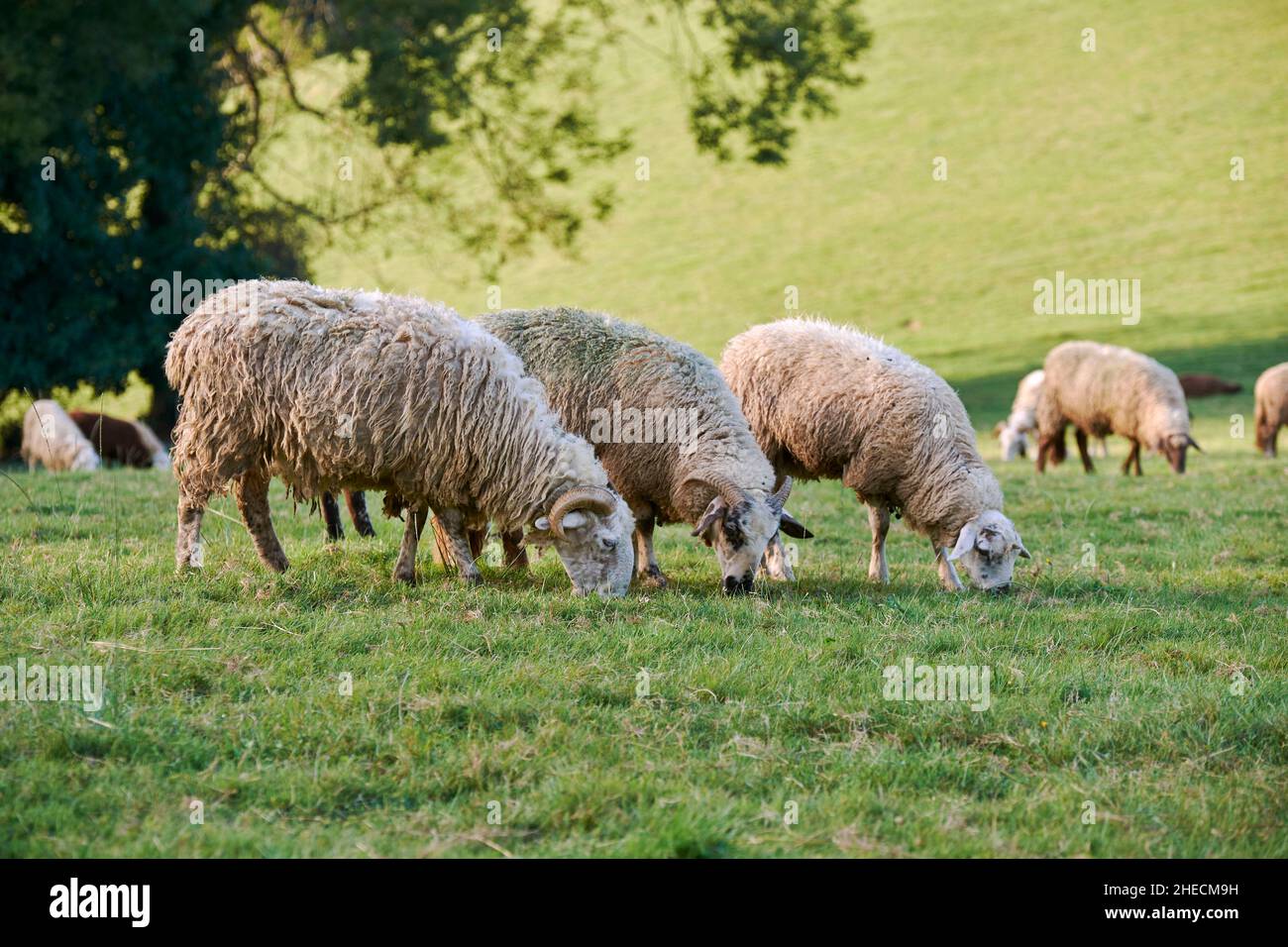 France, Pyrenees Atlantiques, Bearn, Lys, Sheep on pasture Stock Photo