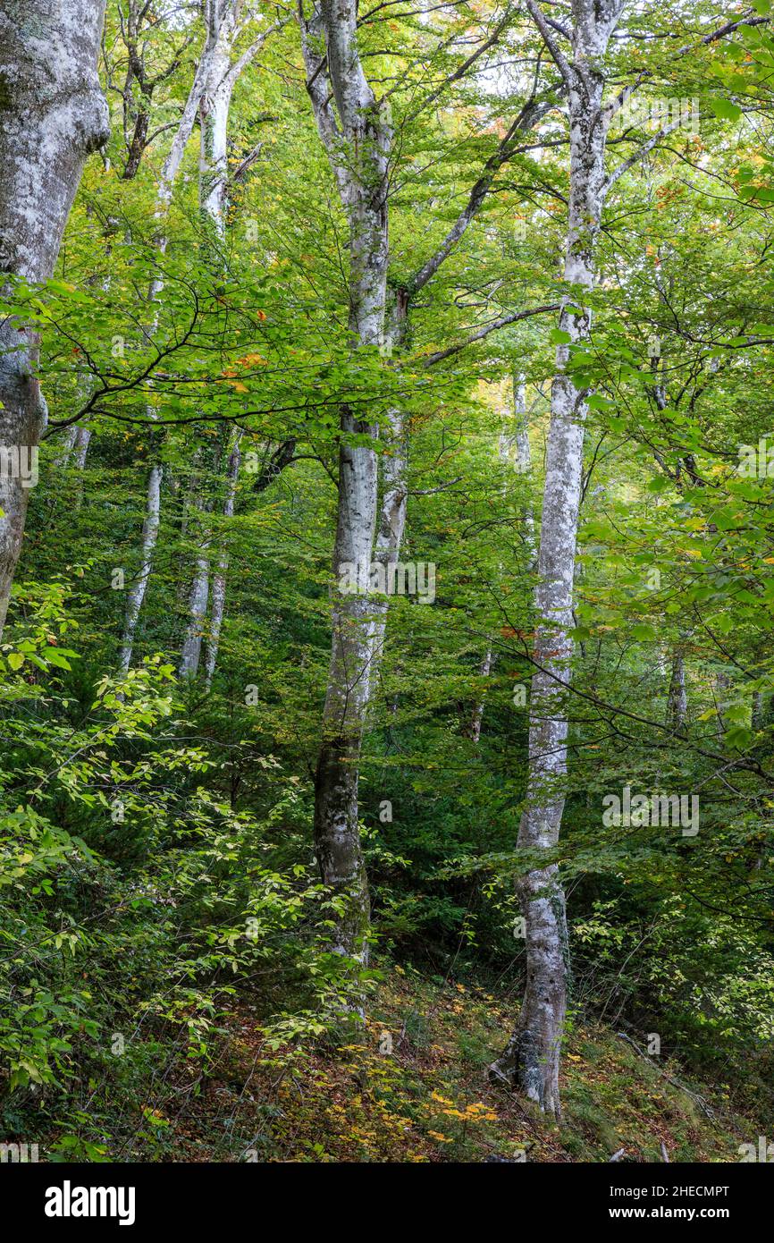 France, Var, Sainte Baume Regional Natural Park, Massif de la Sainte
