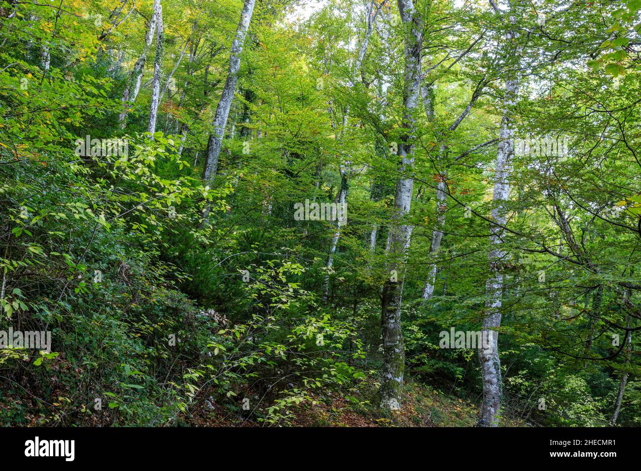 France, Var, Sainte Baume Regional Natural Park, Massif de la Sainte