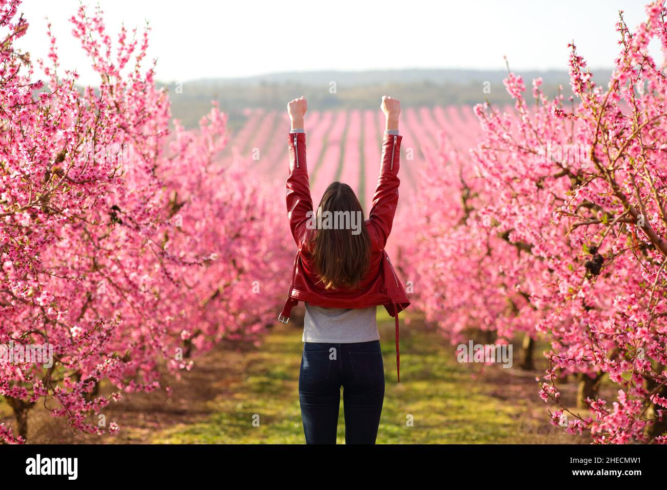 Back view portrait of an excited woman raising arms in a flowered field in spring Stock Photo