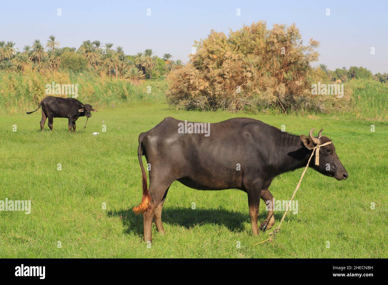 Egypt, Upper Egypt, Nile valley, surroundings of Aswan, Herdiab, water