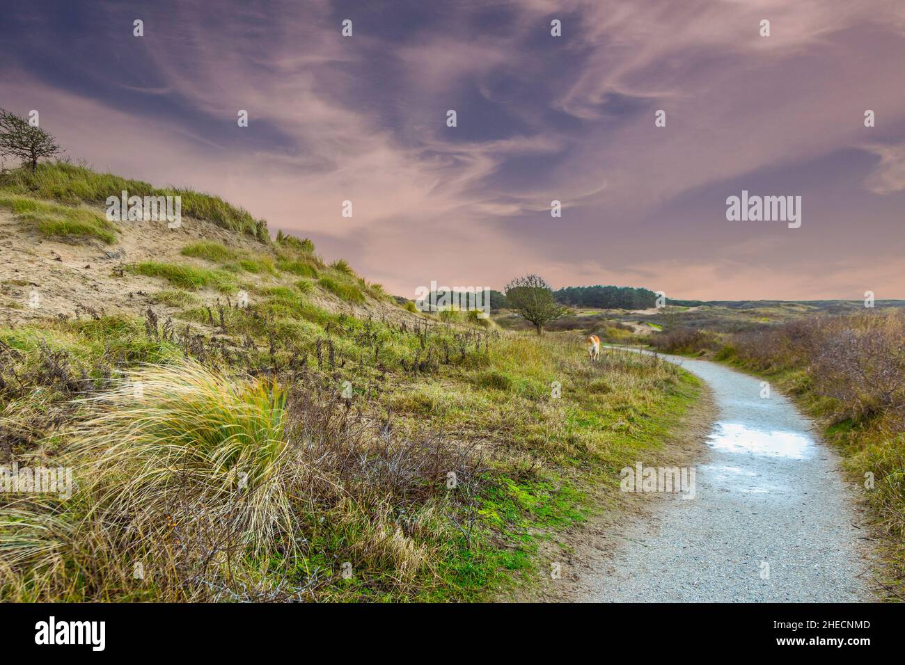 Picture of windy dune landscape in Hollands Duin near Noordwijk in the Dutch province of South Holland with perspective view along shell path Stock Photo