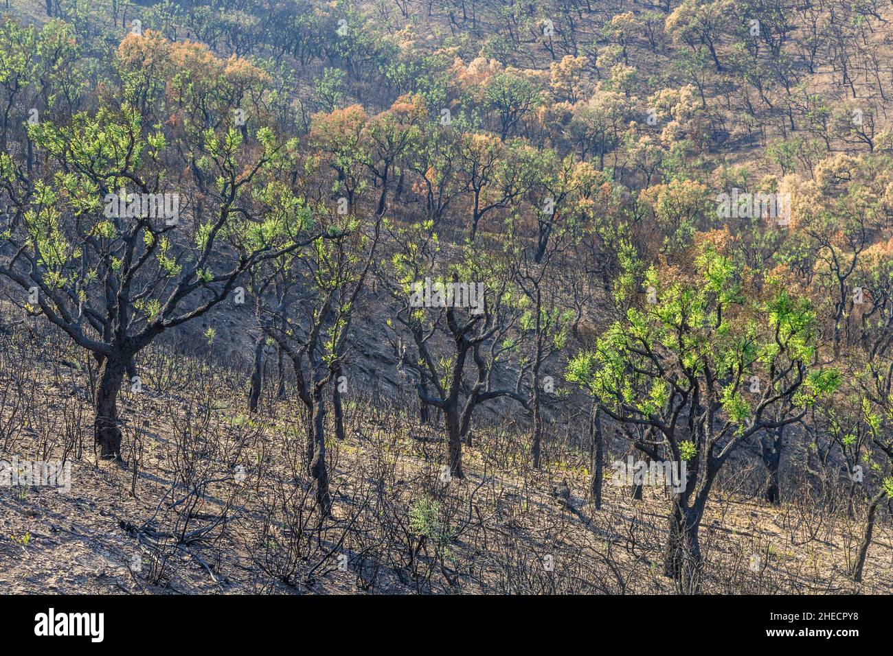 France, Var, Massif des Maures, La Mole, the Massif des Maures after the summer fire of 2021, regrowth of cork oaks (Quercus suber) // France, Var (83 Stock Photo