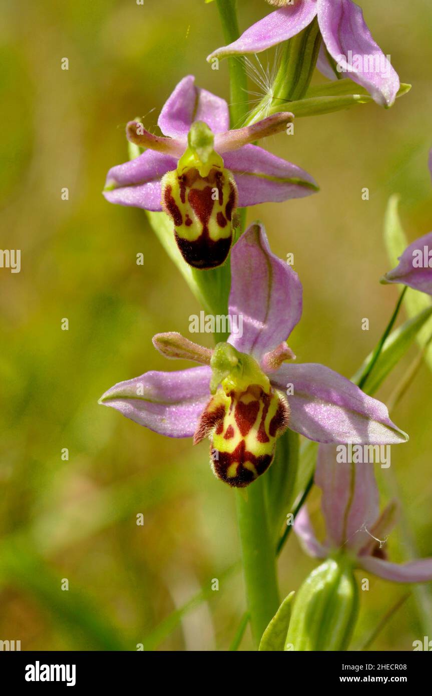 Bee Orchid,Orphy apifera,wide spread in UK on calcareous soil,flowering