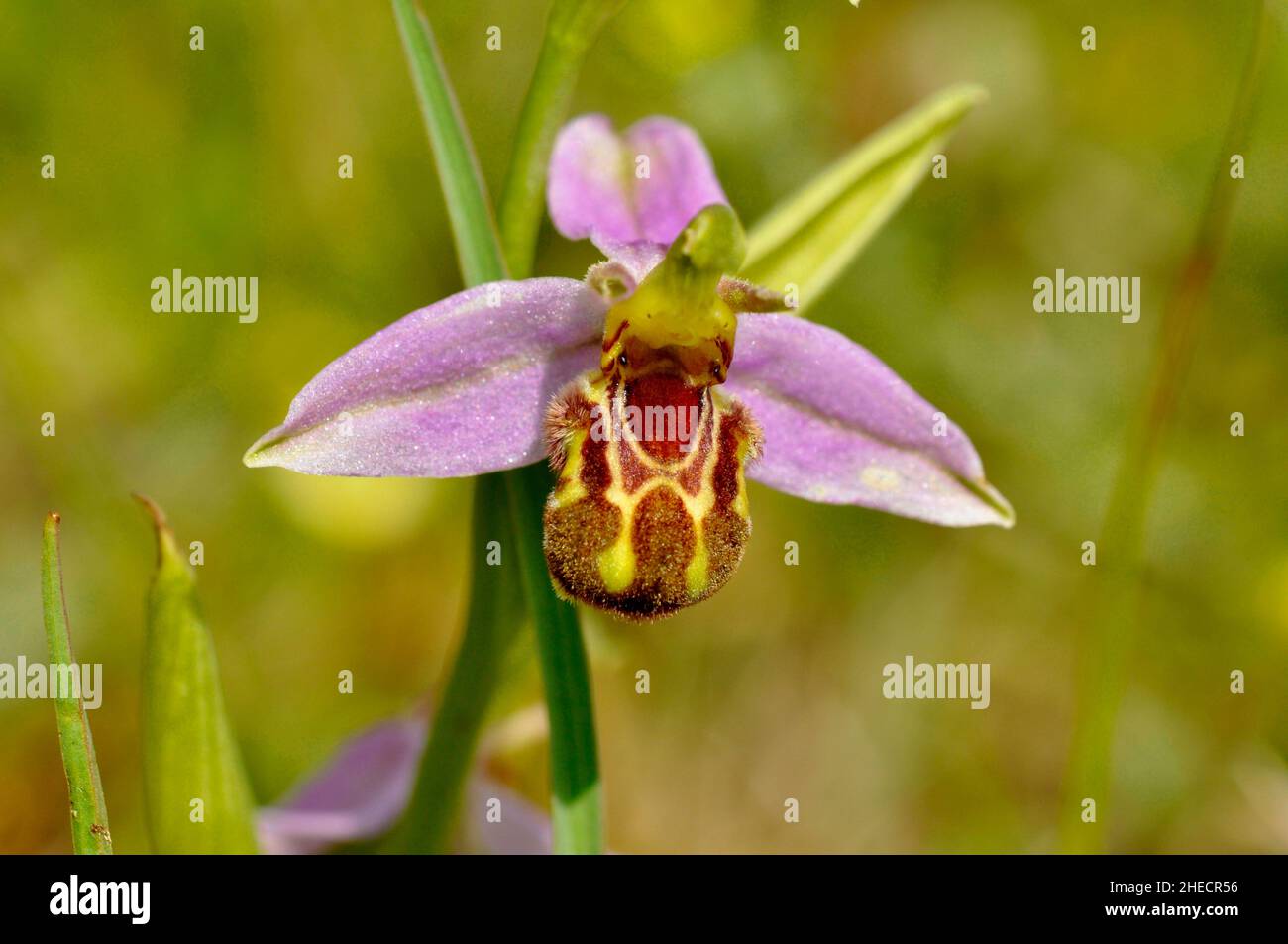 Bee Orchid,Orphy apifera,wide spread in UK on calcareous soil,flowering