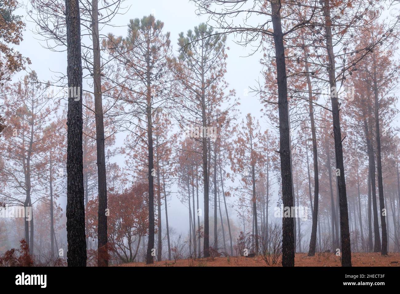 France, Var, Le Cannet des Maures, Reserve naturelle nationale de la plaine des Maures (Plaine des Maures National Natural Reserve), fire of the month Stock Photo