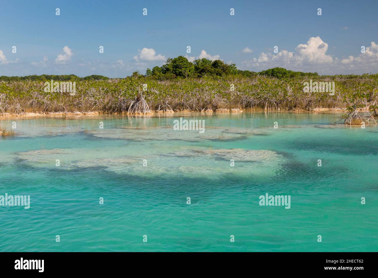 Mexico, Quintana Roo, Bacalar, stromatolites are real living fossils