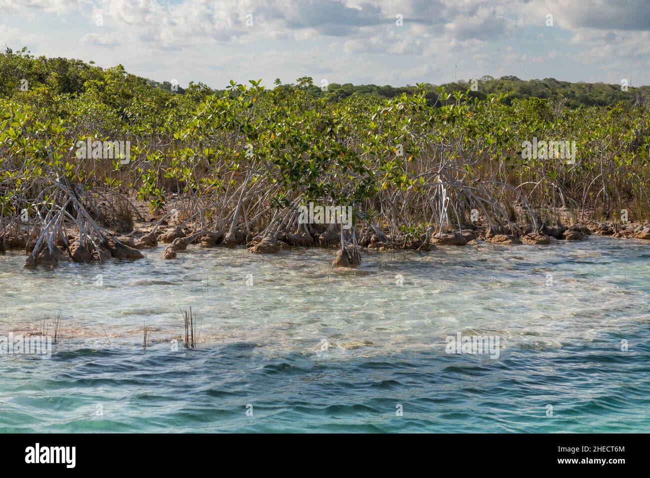 Mexico, Quintana Roo, Bacalar, stromatolites are real living fossils